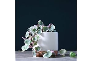 THOMPSON & MORGAN String of Hearts Variegated Indoor House Plant Succulent Rosary Vine Ceropegia woodii variegata Attractive Trailing Green & Pink Foliage 1 x 8cm Pots String of Hearts by Thompson and Morgan (1)
