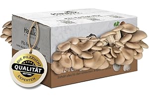 Hawlik Pilzbrut - Austernpilzkultur Zuchtset - Pilzkultur zum selber züchten - bis zu 1.5 kg frische Austernpilze ernten (mittel) - Pilze züchten Set