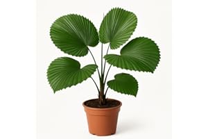 LE GRENIER D'ABONDANCE LES GRAINES QUI DONNENT ENVIE 10 graines à semer - Le Grenier d'Abondance - PALMIER d'ombre Tropicale - Licuala Paludosa