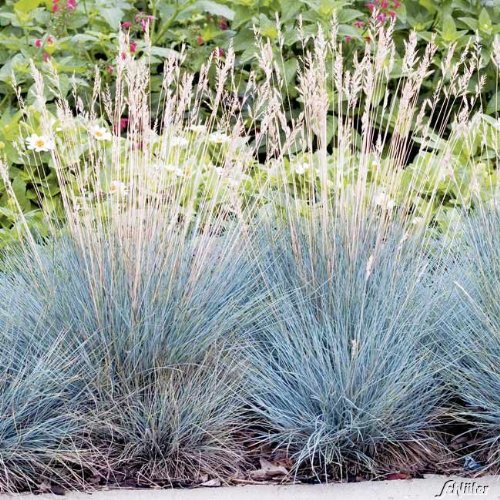 Blauschwingel Festuca glauca – winterhart immergrün Bodendecker mehrjährig – Ziergras von Garten Schlüter - 4