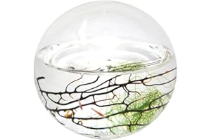 EcoSphere geschlossenes Aquatisches Ökosystem, Kugel 10cm