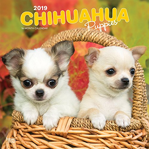 Download Chihuahua Puppies 2019 Calendar
