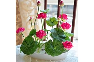 Rotyroya 10 Stücke Pflanzensamen Schüssel Lotus Samen Bonsai Pflanzen Hausgarten Hydrokulturpflanze Blumendekor Rosenrot