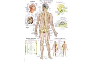 ‎ERLER-ZIMMER anatomische Lehrtafel „Das Nervensystem“ Anatomie Poster, Lehrposter, 50x70cm