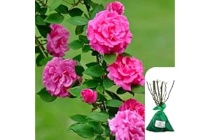 HARRINGTONS ROSES 1 x Zepherine Droughin – Bare Root Pink Climbing Rose, Fragrant, Thornless Rose for Trellises, Fences & Arches, Repeat Blooms,Ideal for UK Gardens, When Only The Best Will Do - Top Grade “A” Roses