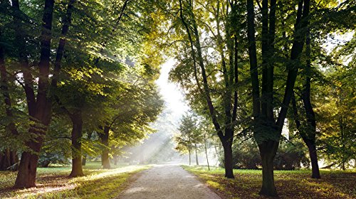 Vlies Fototapete 500×280 cm – Größe Format XXL- 3 Farben zur Auswahl – Top Tapete 5m Wandbilder Wandbild Bild Fototapeten Tapeten Wandtapete Park Natur Landschaft Baum c-A-0102-x-b - 4