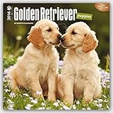 Golden Retriever Puppies 2016 - Golden Retriever - Welpen - 18-Monatskalender mit freier DogDays-App: Original BrownTrout-Kalender [Mehrsprachig] [Kalender] (Wall-Kalender) by 