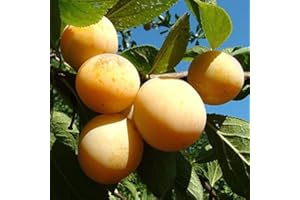 ZEWOOL Ciruelo Amarillo - Maceta 26cm. - Altura aprox. 1'20m. - Planta viva - (Envíos sólo a Península)