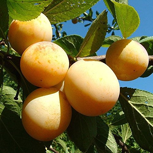 Ciruelo Todo Lo Que Debes Saber Arboles Frutales