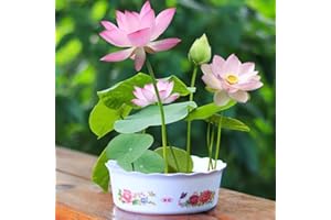 WJKWY-Q Lotus Samen Lotussamen Bonsai - Hydroponik Seltene Pflanzen Serie - KräUtergarten Geschenk Blumen Garten Blumensamen Flowers Flower Bienenwiese Teichpflanzen Winterhart KüBelpflanzen 5Stück