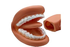 ZUNISHAONE Fausse Bouche | Modèle de Dents Éducatif Portable, Bouche Articulée Souple pour Enfant et Adultes, Apprentissage Ludique de l’Hygiène Bucco-Dentaire, Accessoire de Démonstration pour Cours et Formati