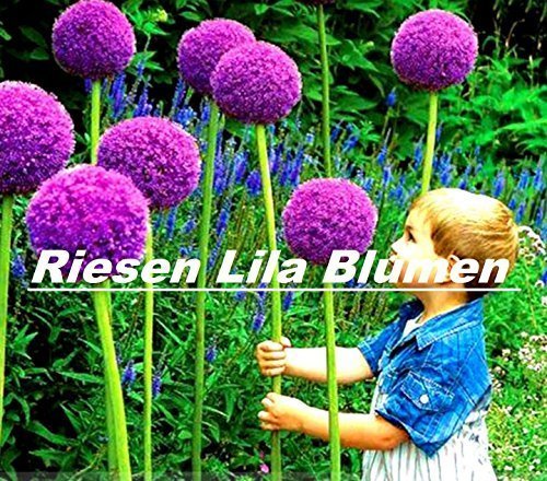 20x Riesen Lila Blumen Samen Blumensamen Hingucker Pflanze Rarität Garten Saatgut Neuheit #77
