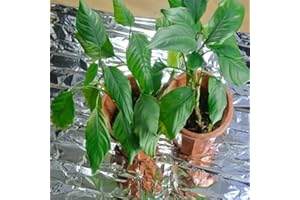 REACHMALL Pellicola riflettente per piante, pellicola in Mylar riflettente per la crescita delle piante, per esterni, versatile, per serre, tende, stanze e giardini (140 cm x 210 cm)