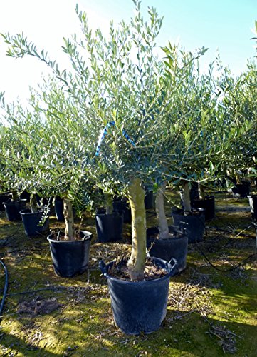 Olivenbaum „Olea europea“ – 160/190 cm – dicker Stamm 25 cm Umfang – Pot 30 ltr. - 5