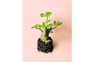 PUR PLANT | Baobab Adenium ansu | Plantas Naturales Interior Con Elegancia Escultórica | Plantas Naturales Exterior Resistentes | Maceta de Ø12 cm