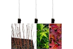 GENÉRICO 3 Plantas natural en cepellón. 25-30 cm. Liquidambar styraciflua. Ofrece sombra densa, mejora la calidad del aire, embellece con su colorido follaje otoñal