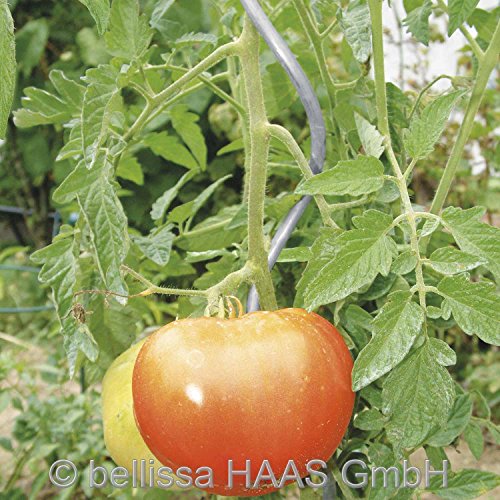 Tomatenspirale 150 cm Ø 6 mm verzinkt 10 Stück - 2