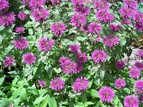 2000 BEE BALM LEMON MINT MONARDA Flower Seeds