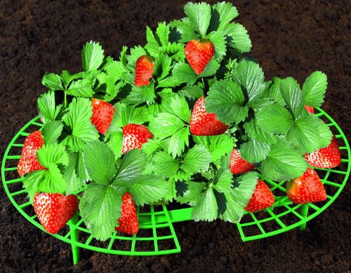 Wenko Erdbeer-Reifer, 15-teilig