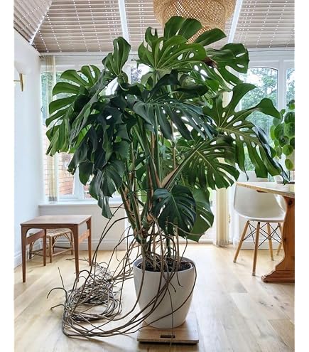 Monstera Deliciosa Live Plant for Indian Climate 1 healthy plant :  Amazon.in: Garden & Outdoors