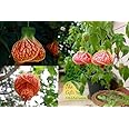 The Gifti ® Lanthana Hibiscus/shrub verbena"Grafted hybrid - 1 Healthy Live Super Yielding Early Flower Plant' 1-1.5 Ft Height in Nursery Grow Bag