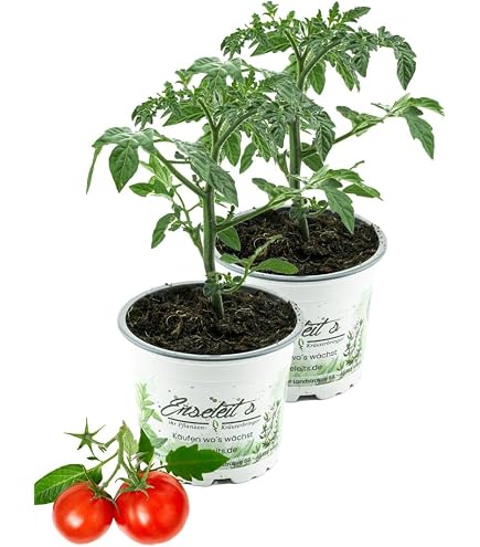 Germisem Tomate MINIBEL : Amazon.de: Garten