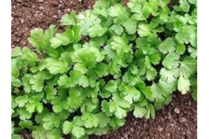 Graines de coriandre - Coriandrum sativum - 300 graines