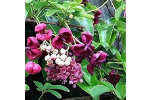 CLEMATISONLINE Akebia Quinata (pervinca verde) – Cetriolo rampicante/vino al cioccolato/Akebie – perenne & Winterhart – pianta rampicante | vaso da 1,5 litri