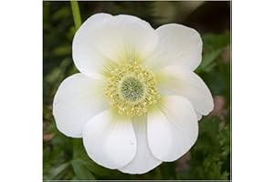 OLIWIER'S BULBS 20x Anemone Coronaria The Bride White Spring Summer Flowering Corms Garden De Caen Perennial Flower Plant Bulbs Size 5/6