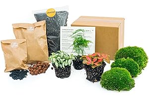 URBANJNGL Paquete de terrario de Plantas - Espárragos - 3 Plantas de terrario - Paquete de Recarga y Inicio Terrario de Bricolaje - Mini Planta de ecosistema