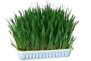 Kerbl Pet Hierba para roedores 100 g