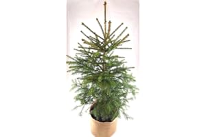 GENERIC Real, Living Norway Spruce Christmas Tree 3-4ft (90-120cm) (Norway Spruce Tree & Hessian Cover)