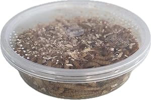 Livefood UK Live Mealworms Regular size Letterbox pack 30g will fit through standard letterbox (1, 30)