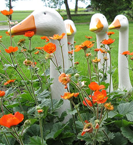 4 Stück Gartenfigur Gänsehals 1841 GERTRUD aus Keramik weiß sehr wetterbeständig ca. 35 cm hoch - 2