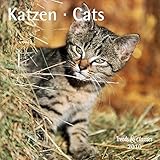 Katzen - T & C-Kalender 2010 by