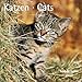 Katzen - T & C-Kalender 2010 by