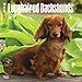 Longhaired Dachshunds - Langhaardackel 2018 - 18-Monatskalender mit freier DogDays-App: Original BrownTrout-Kalender [Mehrsprachig] [Kalender] (Wall-Kalender) by 