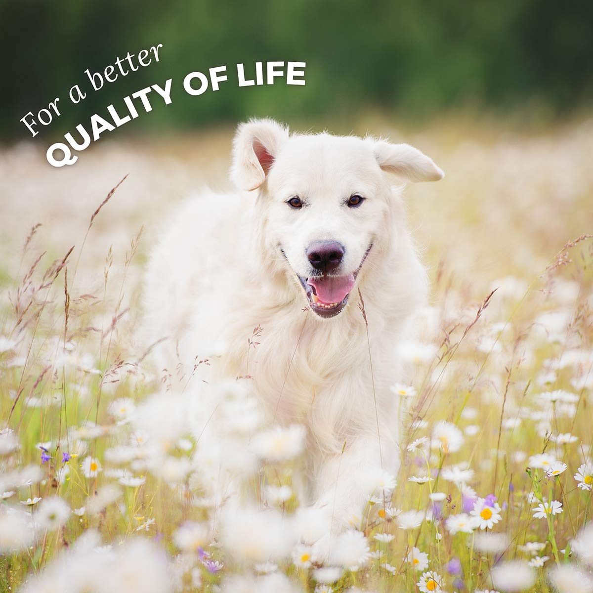 AniForte Green Lipped Mussel for Dogs and Cats 500mg x 300 Capsules