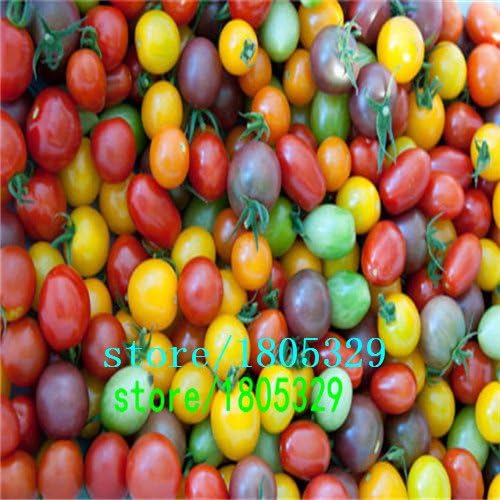 Bloom Green Co. 100PCS 24 Kinds Tomato Seeds Mixed Pack Purple Black Red Yellow Green Cherry Peach Pear Tomato Seed Organic Food Graden: 3