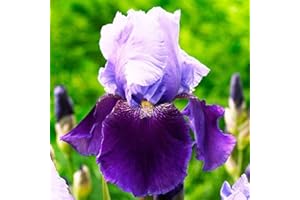 COOTO 1x rizoma Iris germanica Piante da giardino Giaggiolo Pianta perenne da esterno Iris pianta Germanica Emma Luise