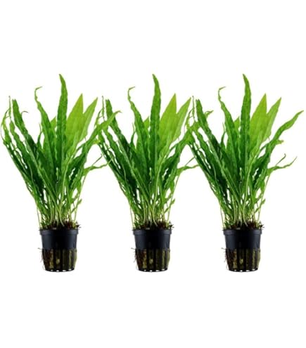 Cyperus helferi akváriumi növény