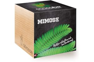 Feel Green Ecocube Mimosa, Leaves Close At Touch, Idea de regalo sostenible (100% respetuoso del medio ambiente), Cultiva tu propio / Set de cultivo, Plantas en cubo de madera, Hecho en Aust