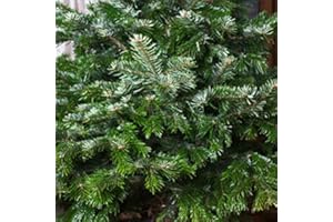 RP Seeds Abies nordmanniana (Nordman Fir) - 10 Seeds