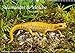 Produktbild Salamander und Molche (Wandkalender 2019 DIN A3 quer): Fotokalender mit Bildern von Molchen und Salamandern (Monatskalender, 14 Seiten ) (CALVENDO Tiere)