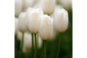 REMORUI 50 Stück Tulpenzwiebeln Winterhart Mehrjährig, Tulpen Samen für Garten und Balkon, Tulpen Pflanzen, Garten Blumen, Ideale Garten Pflanzen, Balkon Pflanzen, 50Pcs Tulip Seeds (Weiß)