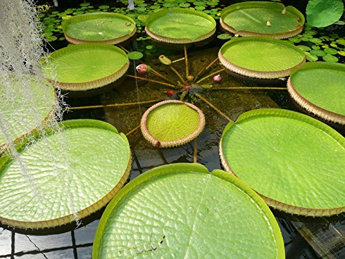 Riesen-Seerose -victoria amazonica- 4 frische Samen-Die größte Seerose der Welt-