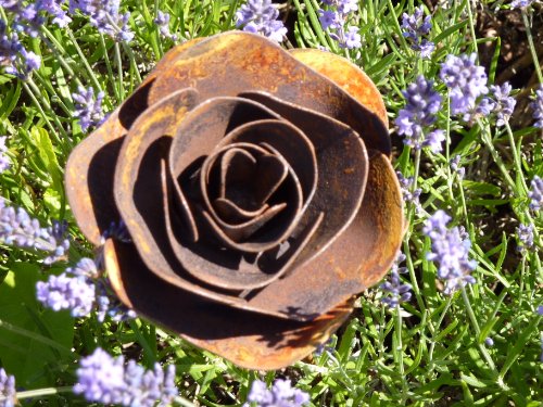 Albert Hechinger Edelrost Rose