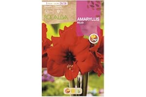 Bulbo Amaryllis rojo Rocalba