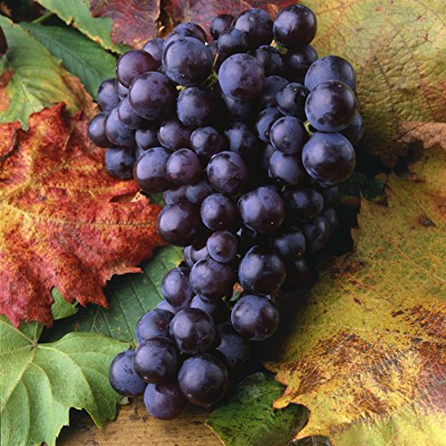 Weinrebe blau Blauer Muskateller, pilzresistent, 1 Rebstock - 2