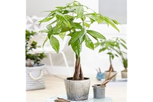 GardenersDream Pachira Aquatica Plant in Pot - Evergreen Money Tree for Home or Office - Live Indoor House Plants - Air Purifying Indoor Plants - Great Gifts for Plant Lovers (25-35 cm)